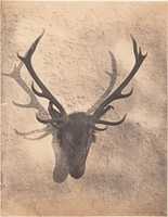 Free download [Colins Royal Stag] free photo or picture to be edited with GIMP online image editor